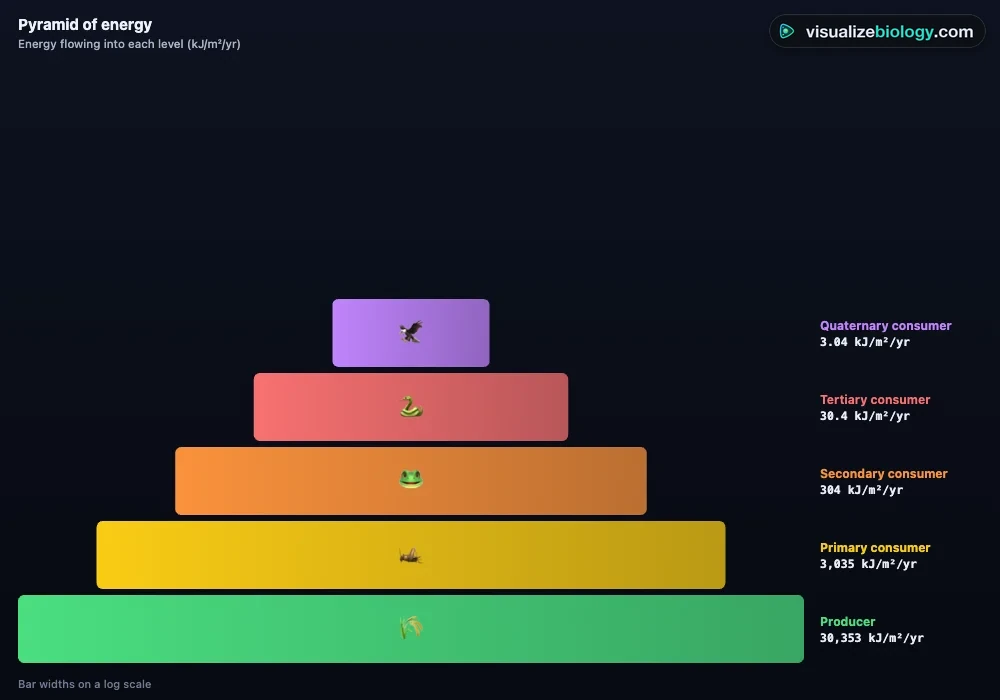 Pyramid of energy drawn by the food chain simulator: producers at the bottom with the widest bar, then primary, secondary, tertiary and quaternary consumers, each about one tenth of the level below