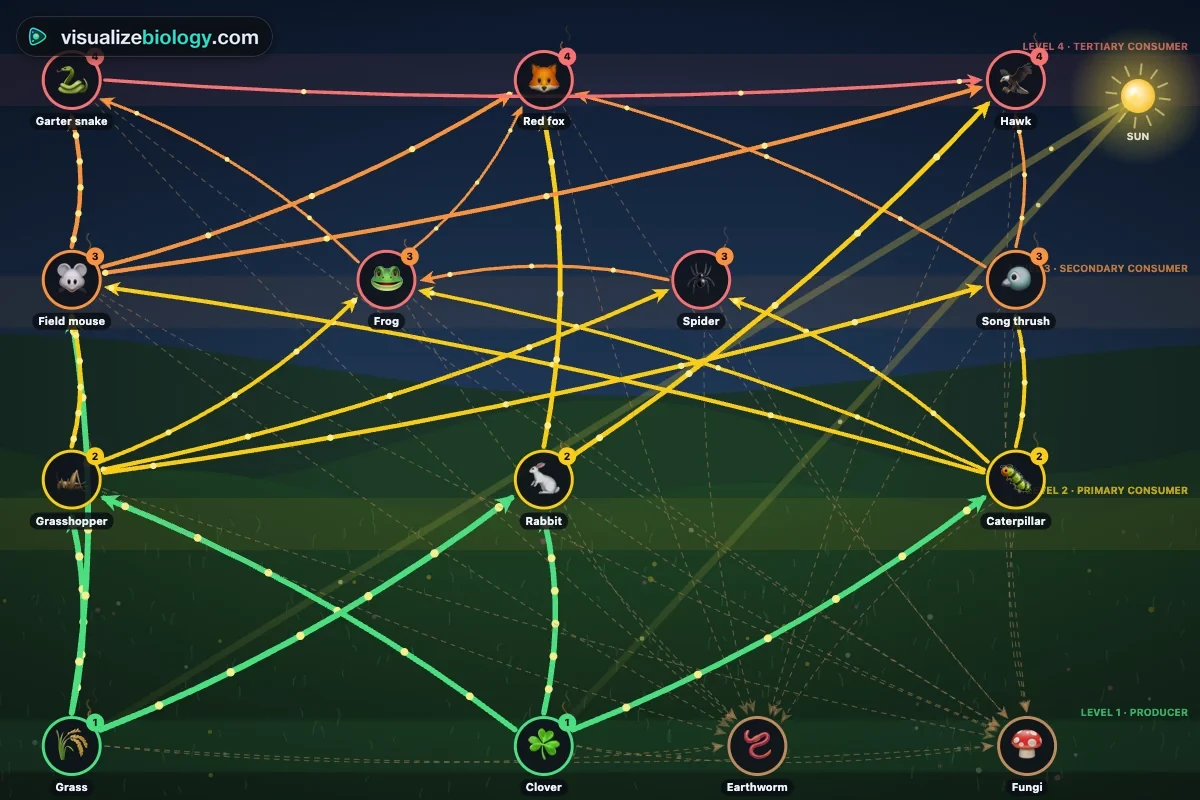 A meadow food web in the food chain builder: grass and clover at the bottom, grasshoppers, caterpillars, rabbits and field mice, then spiders, frogs, thrushes and snakes, with a fox and a hawk at the top, all joined by arrows from food to eater