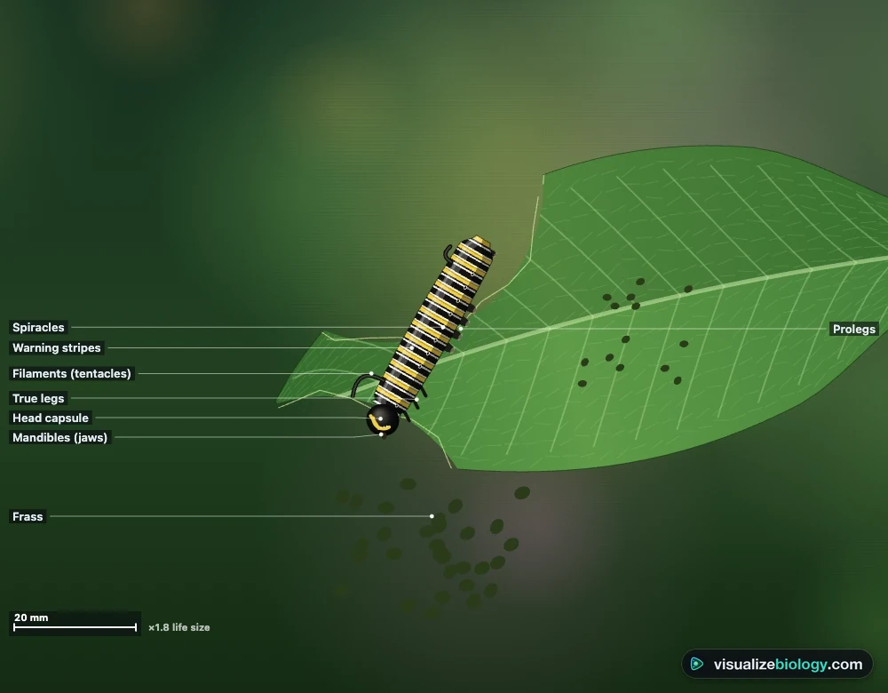 A fifth-instar monarch caterpillar on a milkweed leaf in the simulator, with labels for the head capsule, true legs, prolegs, spiracles, filaments and warning stripes, and a bite eaten out of the leaf