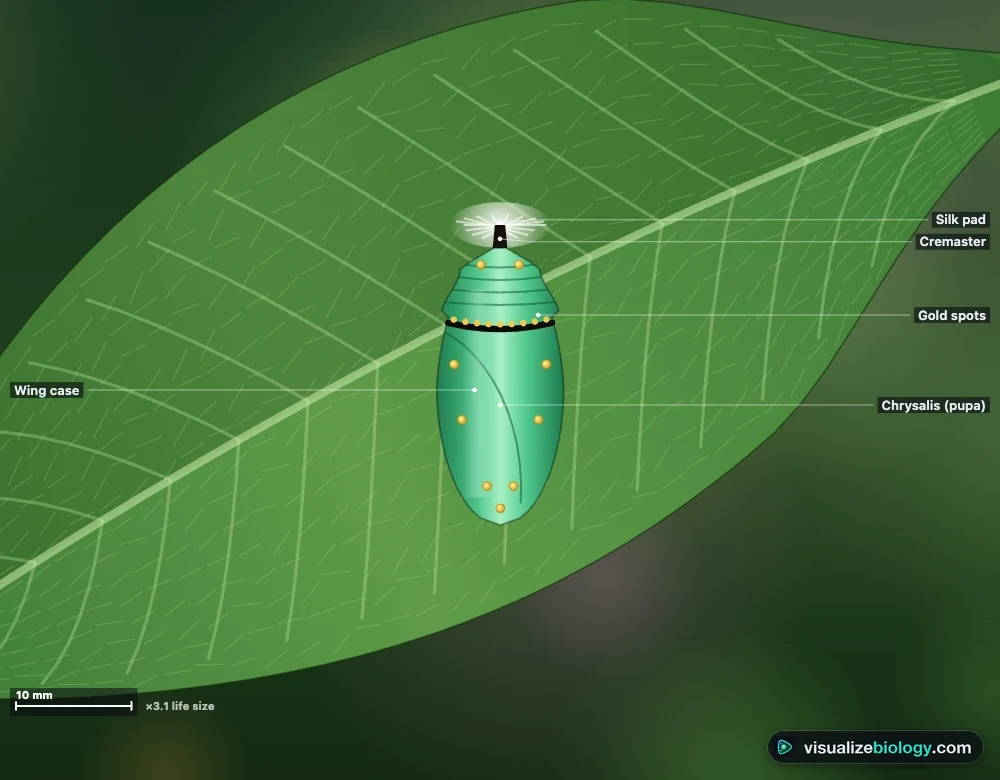 A monarch chrysalis in the simulator hanging from a silk pad on a milkweed leaf, jade green with a black and gold band and gold spots, labeled cremaster, silk pad, gold spots and wing case