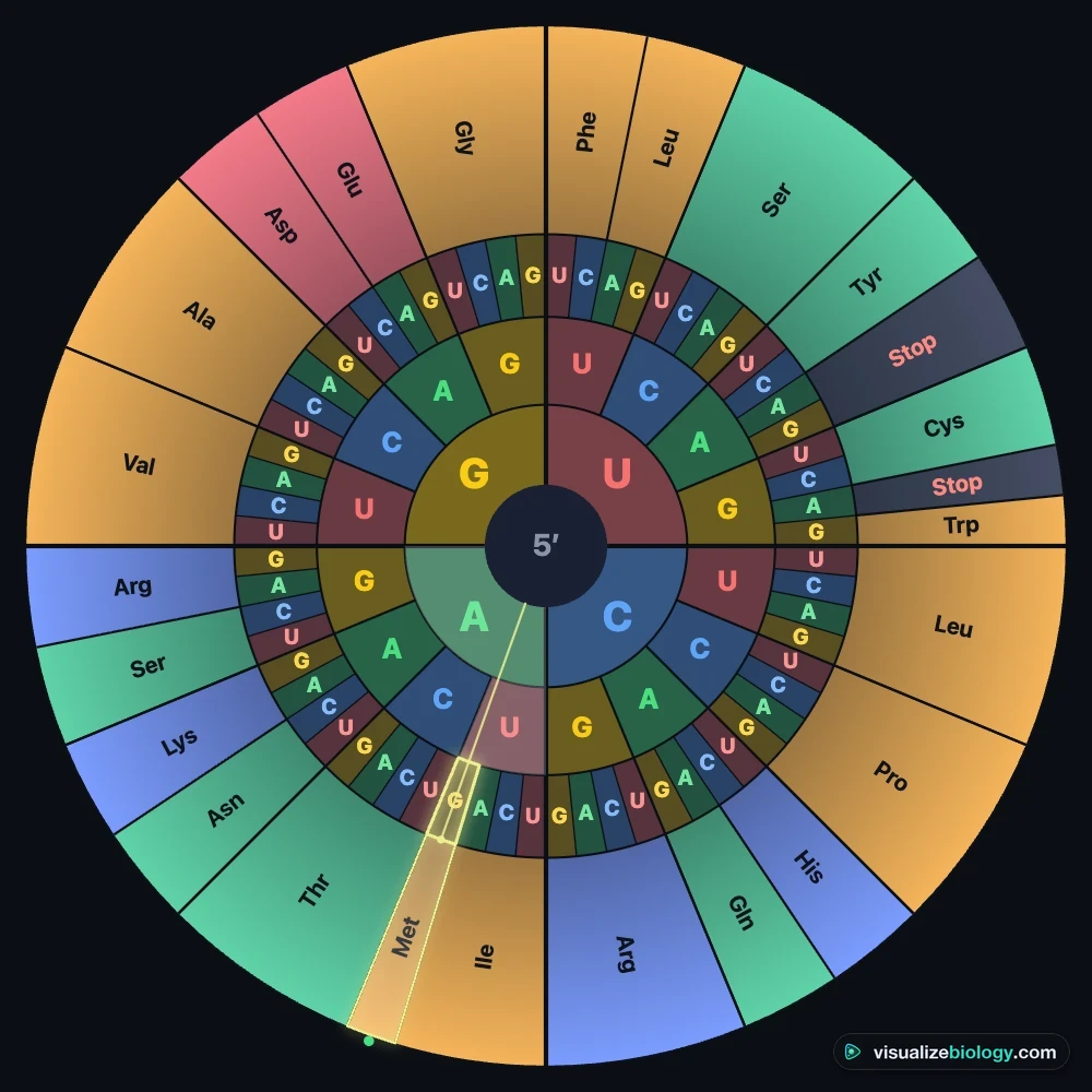 The interactive codon wheel: the first base U, C, A or G in the centre ring, the second and third bases in the rings around it, and the twenty amino acids on the rim, coloured as nonpolar, polar, acidic and basic, with the stop codons in red and AUG marked as the start codon