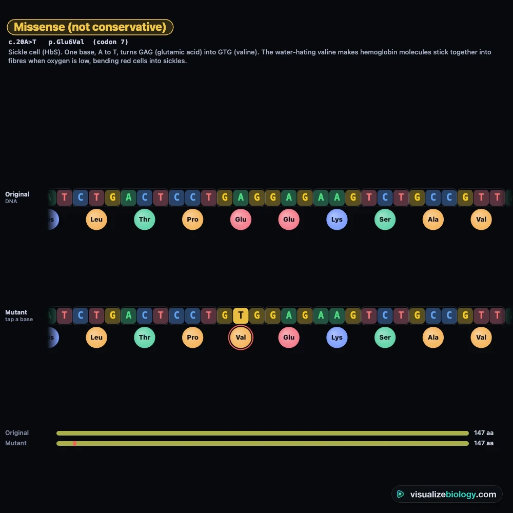 The sickle cell mutation in the simulator: the normal β-globin gene above the mutant, with one base changed from A to T so that the codon GAG for glutamic acid becomes GUG for valine at codon 6, labeled as a missense mutation
