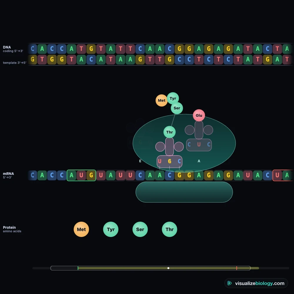 Translation in the simulator: a ribosome on an mRNA strand with its E, P and A sites, a tRNA with the anticodon pairing with the codon in the A site, and the growing amino-acid chain leaving the ribosome