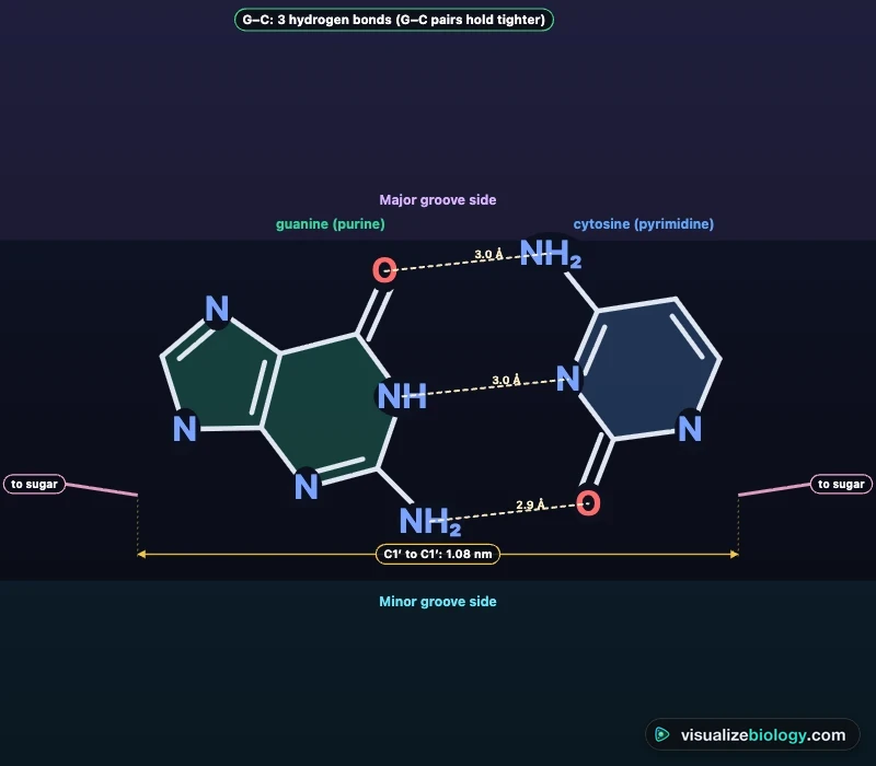 Guanine–cytosine base pair drawn from its atomic coordinates: three dashed hydrogen bonds about 0.29 nm long, the 1.08 nm distance between the sugars, and the major and minor groove edges