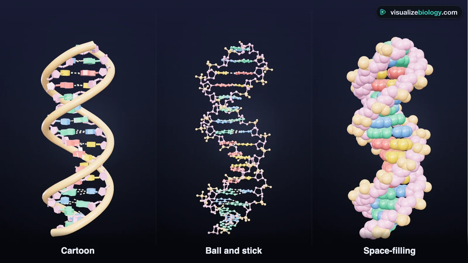 3D model of the B-DNA double helix from the simulator: orange sugar–phosphate backbones on the outside, colored base pairs inside joined by hydrogen bonds, with the major and minor grooves