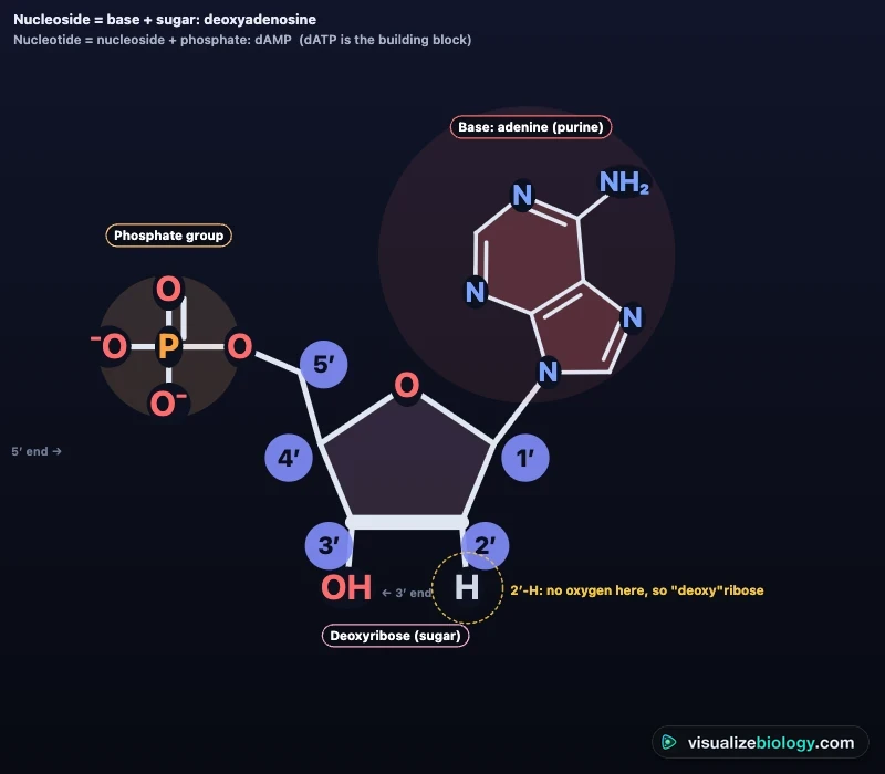 Labeled nucleotide structure from the simulator: phosphate group on carbon 5′, deoxyribose ring with carbons numbered 1′ to 5′, adenine attached to carbon 1′, and the 3′-OH