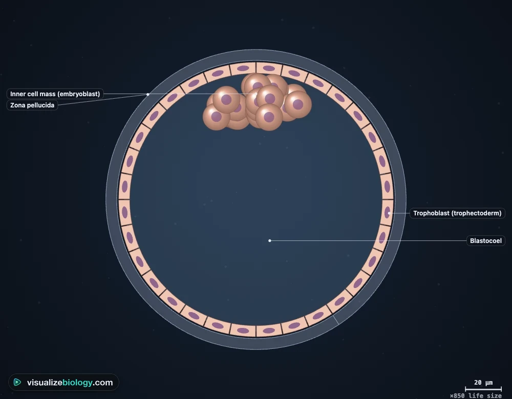A blastocyst in section in the simulator, with the zona pellucida, a ring of flattened trophoblast cells, the inner cell mass at the top and the fluid-filled blastocoel labeled