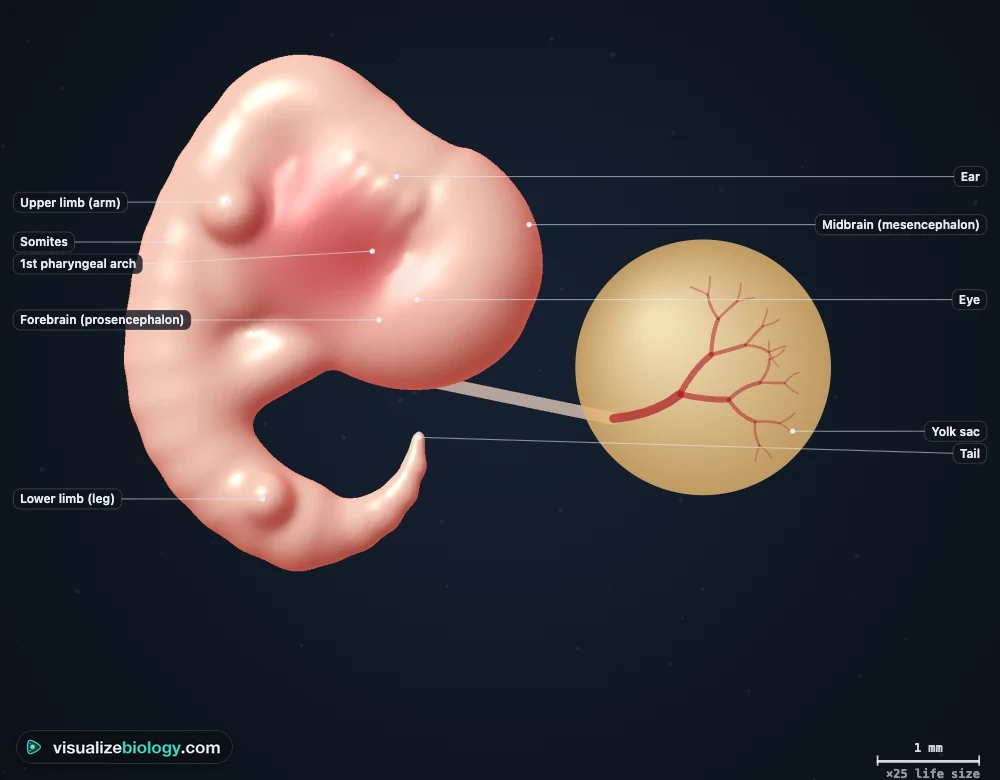 A human embryo at Carnegie stage 13 in the simulator, about 5 millimetres long and curled into a C, with labels for the forebrain, eye, pharyngeal arches, heart prominence, arm bud, leg bud, somites and tail