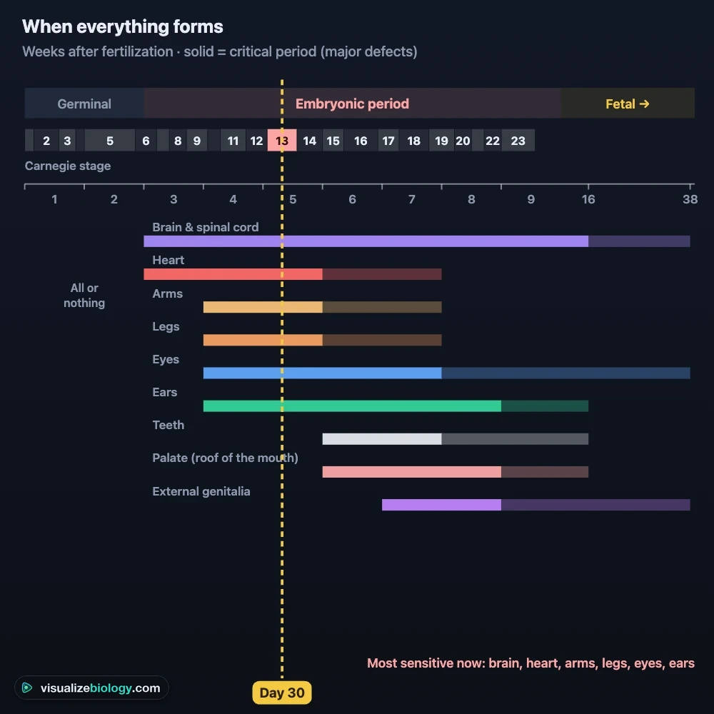 The timeline in the simulator: the 23 Carnegie stages across weeks 1 to 8 above bars showing when the brain, heart, arms, legs, eyes, ears, teeth, palate and external genitalia form and their critical periods