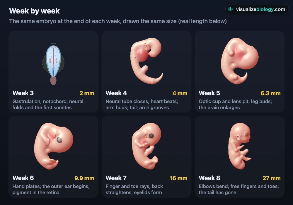 The human embryo at the end of weeks 3 to 8 in the simulator, side by side: the embryonic disc with its neural folds at week 3 (2 mm), the C-shaped embryo with pharyngeal arches and a tail at week 4 (4 mm), the large head and limb buds at week 5, hand plates and a pigmented eye at week 6, finger rays and a straightening back at week 7, and a recognizably human embryo with bent elbows and free fingers at week 8 (27 mm)