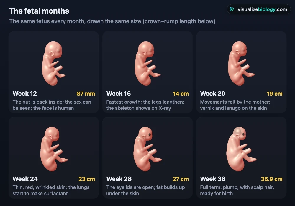 The fetus in the simulator at weeks 12, 16, 20, 24, 28 and 38 after fertilization, drawn the same size, with crown–rump lengths from 87 mm to 36 cm, showing the head becoming smaller in proportion, the eyes opening and the body filling out with fat