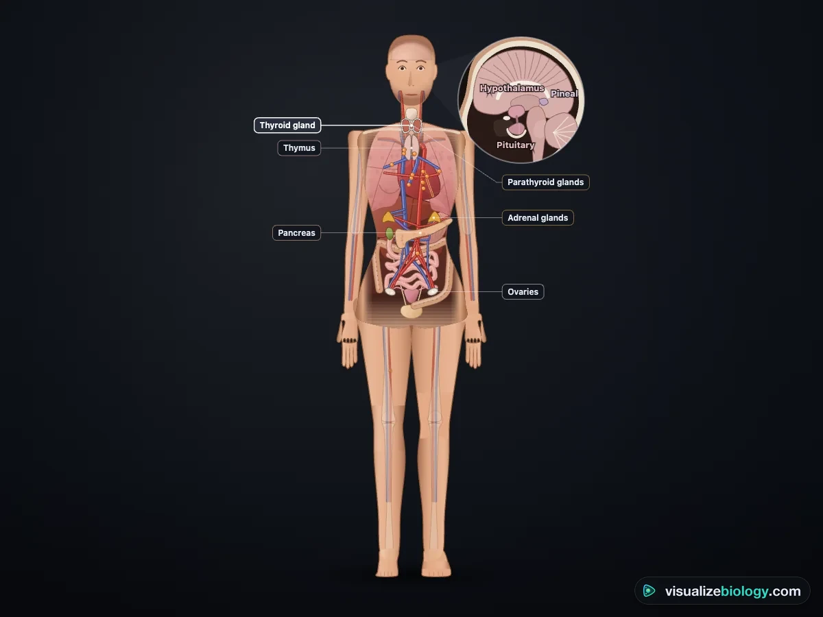 The endocrine system simulator: a see-through human body with the hypothalamus, pituitary and pineal gland in a magnifier beside the head, and the thyroid, parathyroids, thymus, adrenal glands, pancreas and ovaries labeled in their real positions