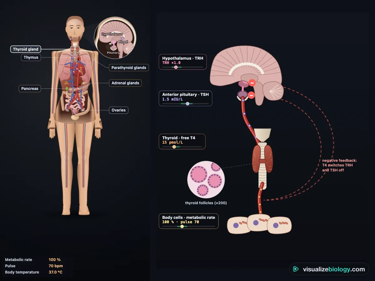 The thyroid negative feedback loop in the simulator: a brain section with the hypothalamus and anterior pituitary, TSH travelling in the blood to the thyroid on the trachea, a close-up of thyroid follicles, T4 reaching body cells and red feedback lines from T4 back to the hypothalamus and pituitary