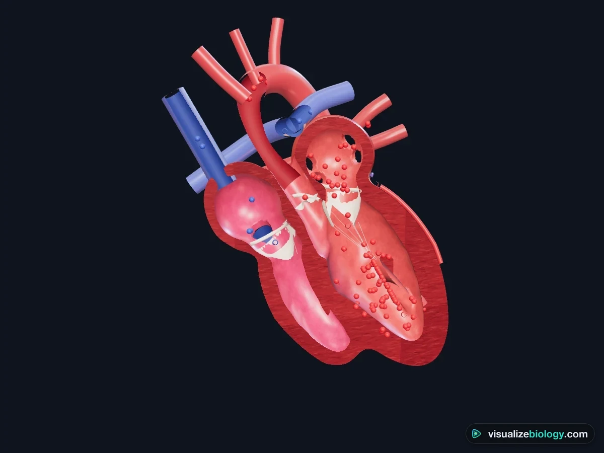 3D heart cut open through the four chambers: thin-walled right atrium and right ventricle with blue blood, thick left ventricle and left atrium with red blood, the tricuspid and mitral valves with their tendons