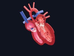 The 3D heart cut open through the four chambers