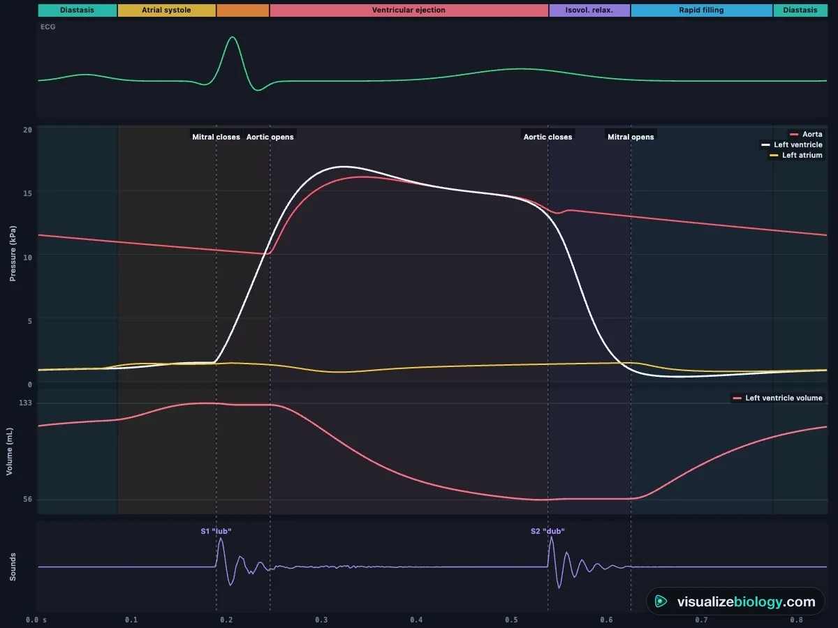 Wiggers diagram from the simulator: ECG, aortic, left ventricular and left atrial pressure, left ventricular volume and heart sounds, with the phases coloured and the valve events marked