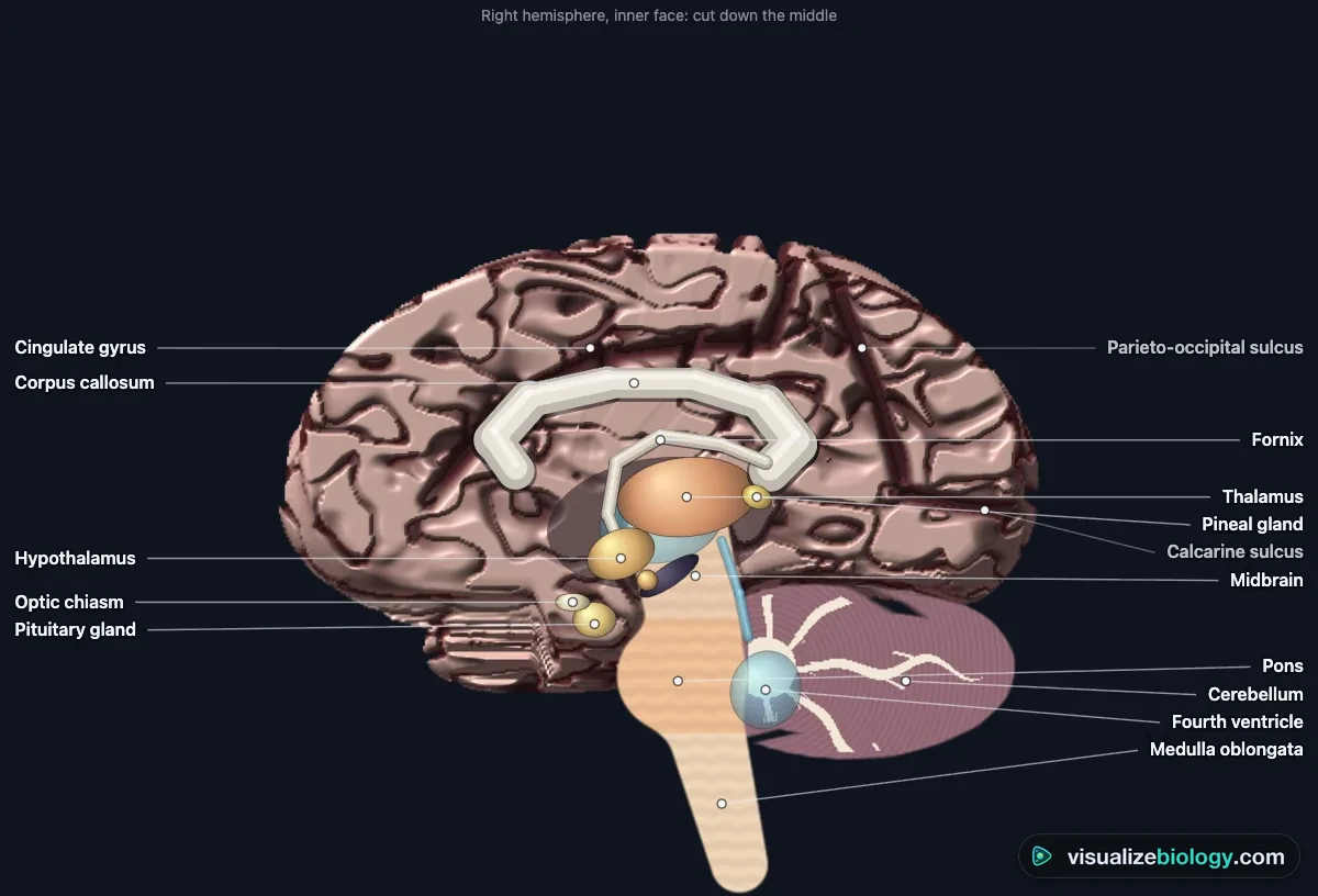 The brain cut down the middle in the simulator: the corpus callosum arching over the fornix and thalamus, the hypothalamus with the pituitary gland below, the pineal gland, the cingulate gyrus, the midbrain, pons and medulla, the fourth ventricle and the cerebellum with its white arbor vitae