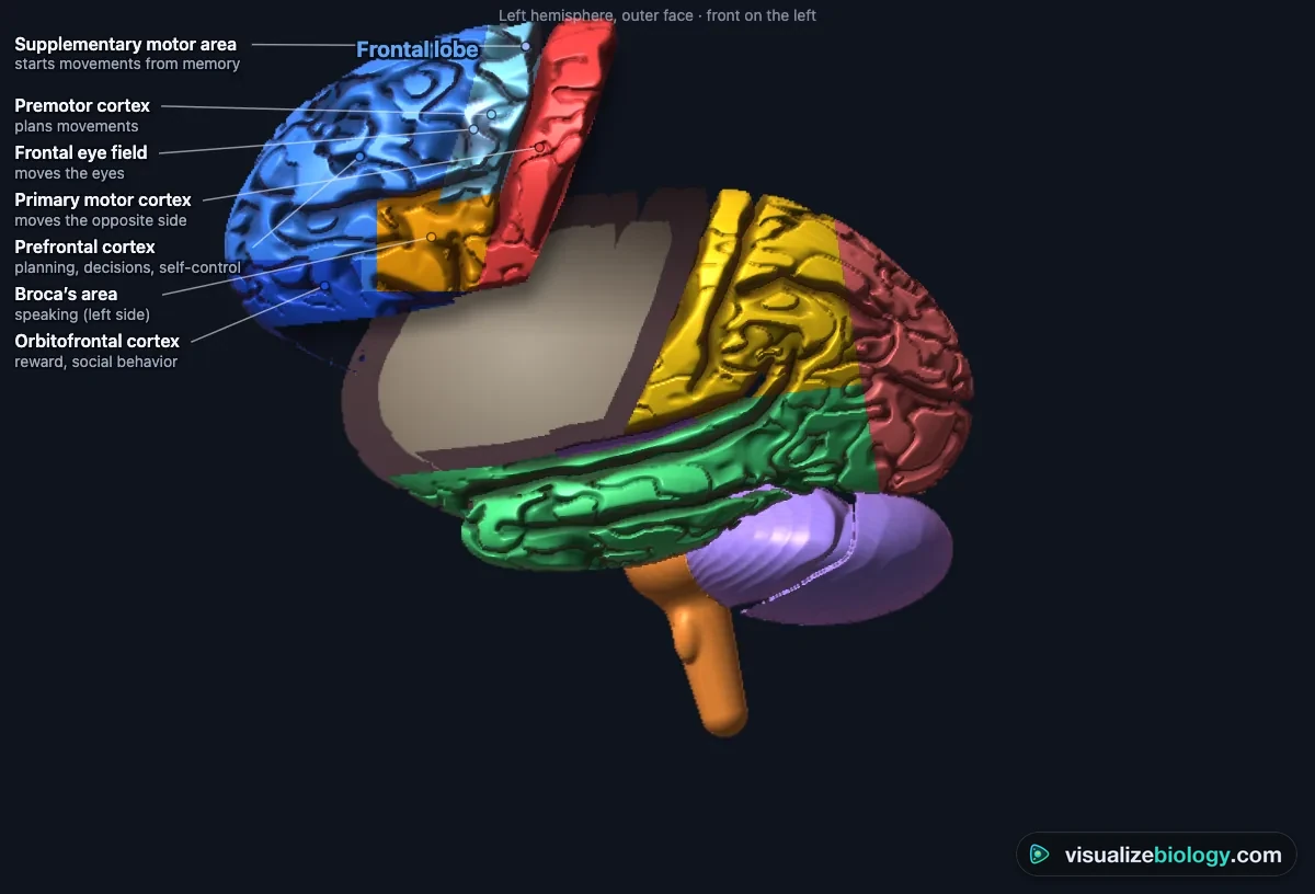 The frontal lobe lifted out of the brain in the simulator, its functional areas colored and named: prefrontal cortex for planning, premotor cortex, primary motor cortex, frontal eye field and Broca's area for speaking, with the cut face of the brain showing grey matter round white matter