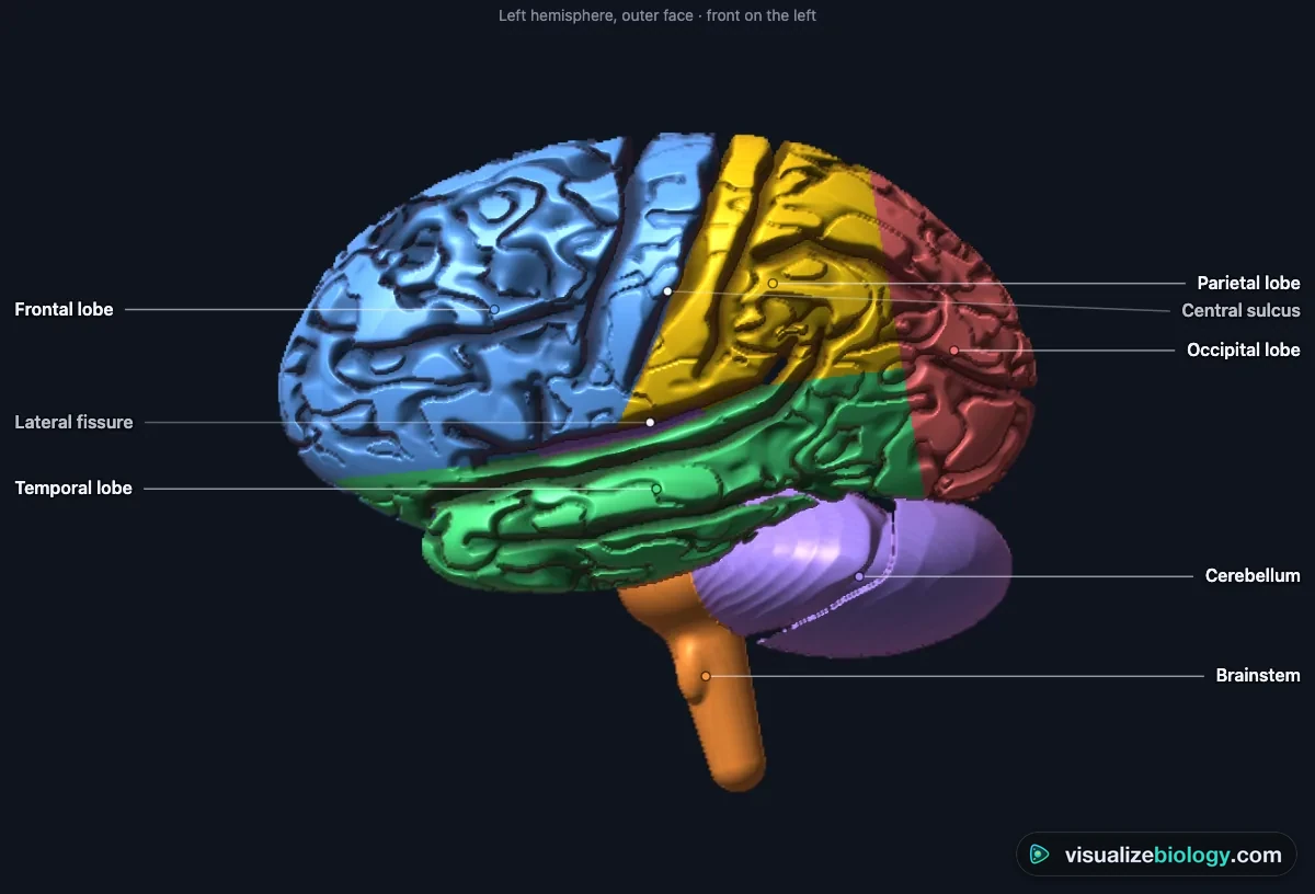 The left hemisphere of the brain in the simulator, colored by lobe: frontal lobe in blue, parietal in yellow, temporal in green and occipital in red, with the cerebellum and brainstem below and the central sulcus and lateral fissure marked