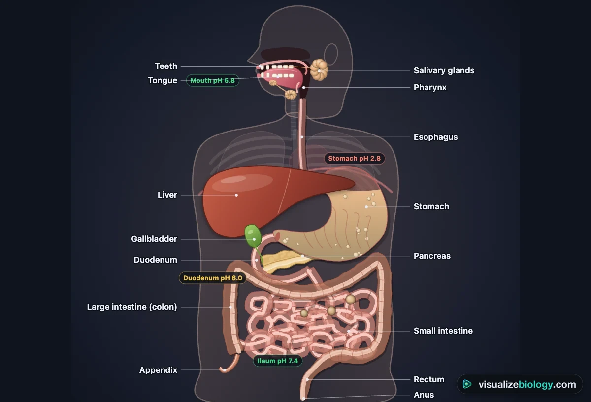 The human digestive system in the simulator: teeth, tongue and salivary glands, pharynx, esophagus, stomach, liver, gallbladder, pancreas, duodenum, small intestine, large intestine with the appendix, rectum and anus