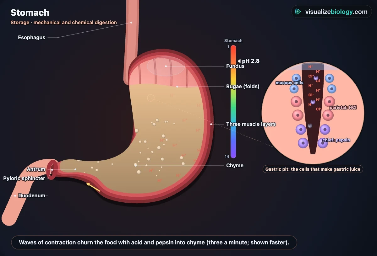 The stomach close up in the simulator: three muscle layers, rugae, chyme being churned, the pyloric sphincter, and a gastric pit with mucous cells, parietal cells making acid and chief cells making pepsin