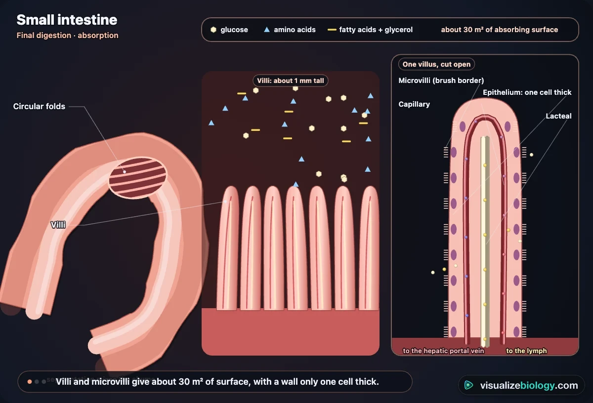 The small intestine close up in the simulator: circular folds, a row of villi taking up glucose, amino acids and fatty acids, and one villus cut open showing microvilli, the one-cell-thick epithelium, capillaries and the lacteal