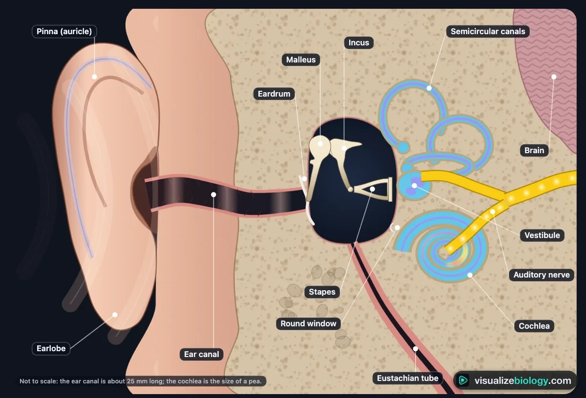 The human ear in section in the simulator: pinna and ear canal, eardrum, malleus, incus and stapes in the air-filled middle ear, the Eustachian tube, and the fluid-filled cochlea, vestibule and semicircular canals with the auditory nerve