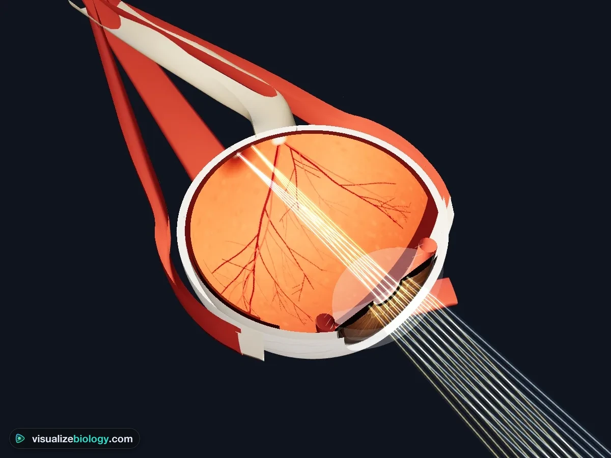 The 3D eye in the simulator cut open from above: the orange retina lines the back of the eye with blood vessels spreading from the pale optic disc, light rays enter through the pupil and converge on the retina, and the optic nerve and eye muscles leave behind