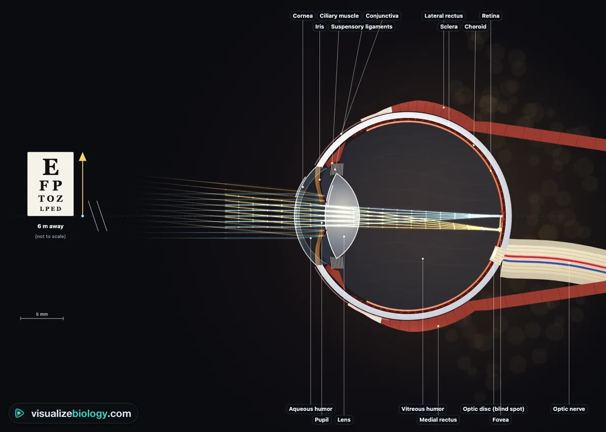 A labeled horizontal section through the right eye in the simulator: light rays from an eye chart bend at the cornea and lens, cross, and land upside down on the retina at the fovea; the iris, ciliary muscle, suspensory ligaments, vitreous humor, choroid, sclera, optic disc and optic nerve are labeled
