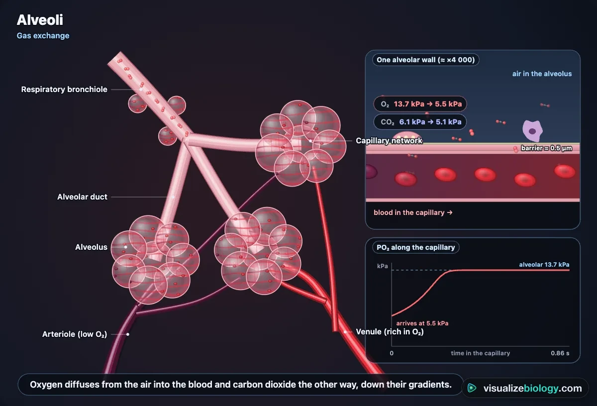 Gas exchange in the simulator: a respiratory bronchiole and alveolar ducts ending in clusters of alveoli wrapped in capillaries, an alveolar wall magnified with oxygen and carbon dioxide crossing, and the PO₂ rising along the capillary