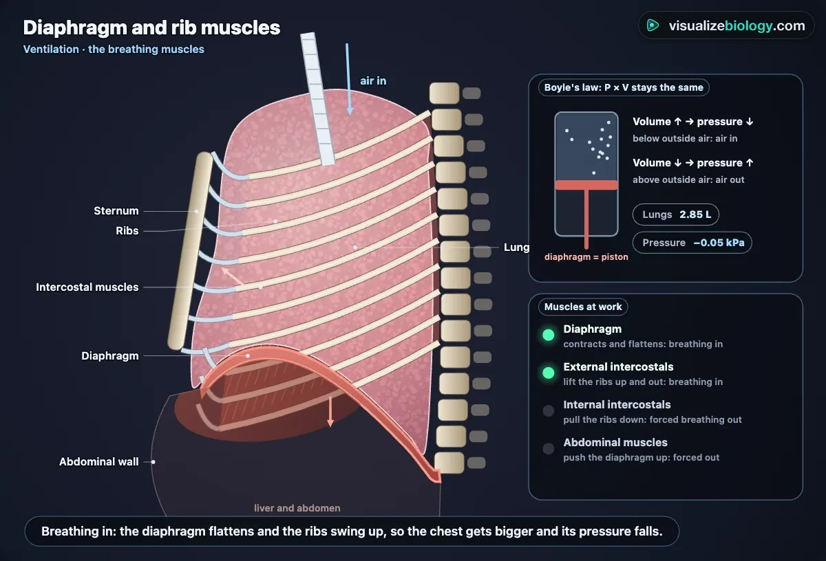 The mechanism of breathing in the simulator: a side view of the chest with the ribs, intercostal muscles, lung and diaphragm, beside a piston model of Boyle's law and a list of the muscles at work