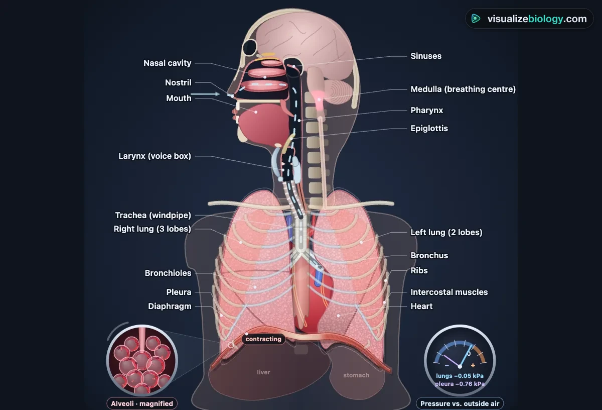 The human respiratory system in the simulator: nasal cavity, pharynx, epiglottis, larynx, trachea, bronchi and bronchioles inside the lungs, the diaphragm and ribs, with a magnifier on the alveoli and a pressure gauge