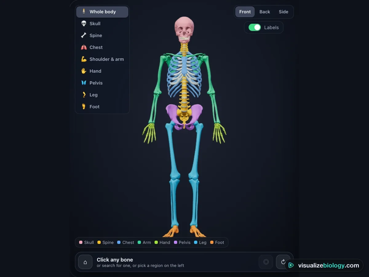 The 3D human skeleton in the simulator seen from the front, colored by region: skull pink, spine yellow, rib cage blue, arms green, hands lime, pelvis purple, legs light blue and feet orange