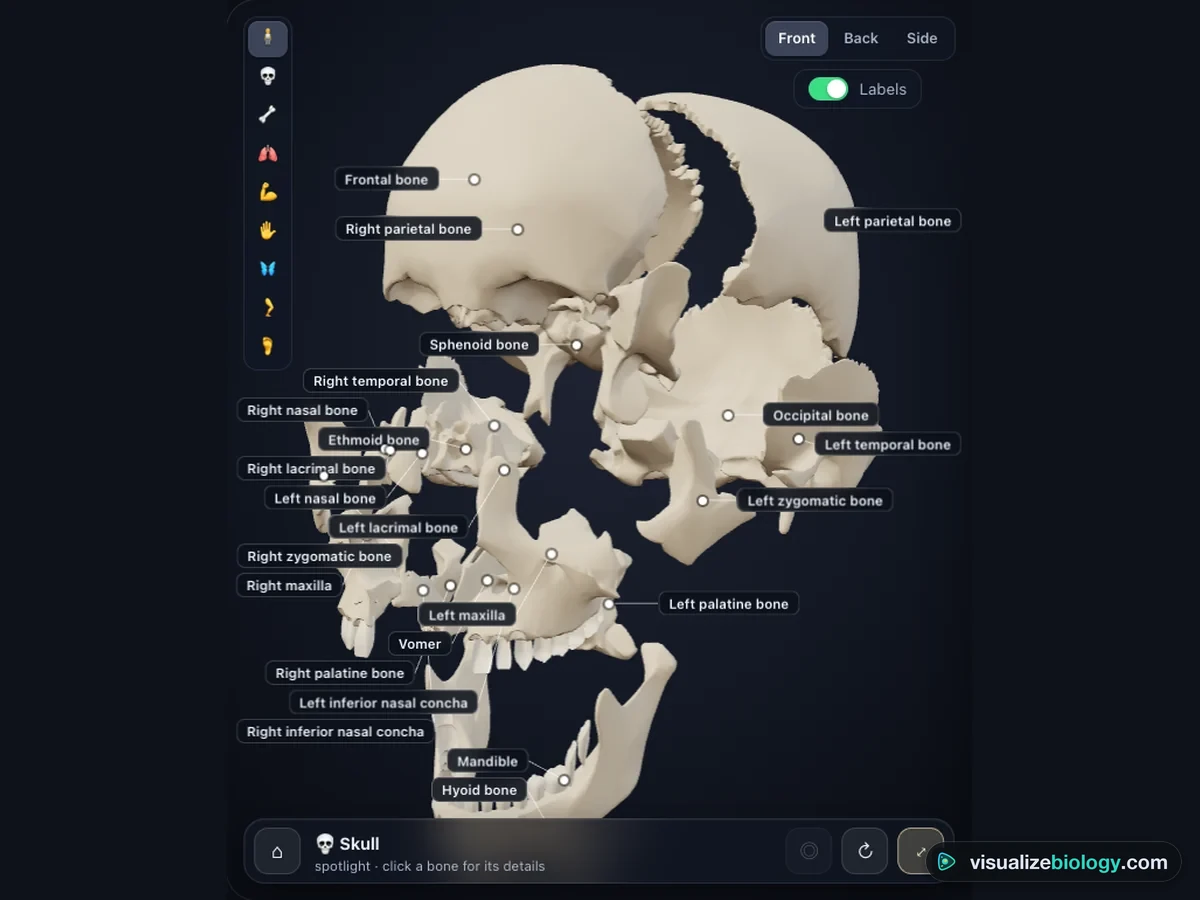 The skull spotlight in the simulator with its bones pulled apart and labeled: frontal, parietal, temporal, occipital, sphenoid and ethmoid bones, the nasal, lacrimal, zygomatic and palatine bones, the maxillae, vomer, inferior nasal conchae and mandible