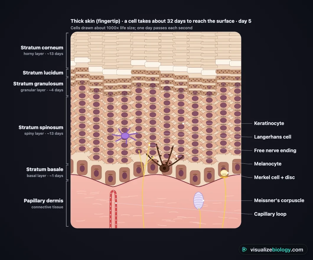 The five strata of the epidermis in thick skin in the simulator: flat dead cells of the stratum corneum, the clear stratum lucidum, granular cells, spiny cells with a Langerhans cell, and the basal layer with a melanocyte and a Merkel cell over the dermal papillae