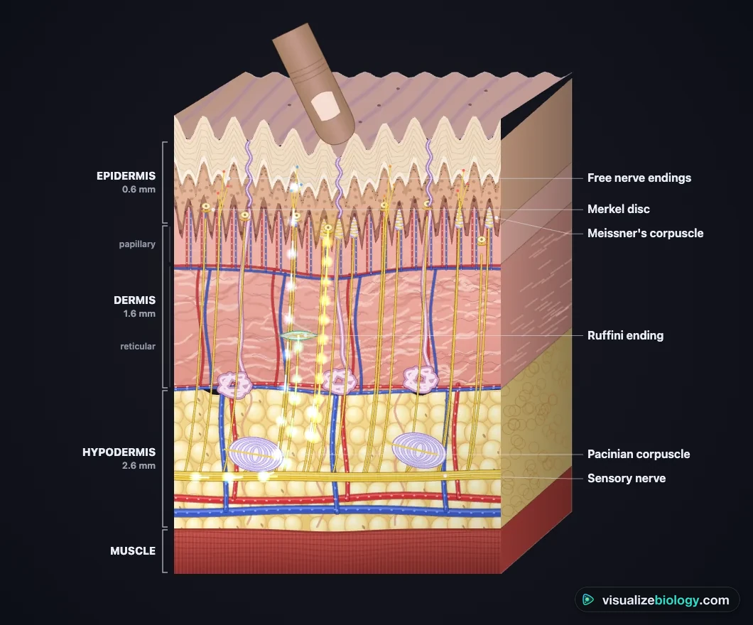 A fingertip pressing on fingertip skin in the simulator: the Merkel discs and Meissner's corpuscles under it glow and nerve impulses run down their axons to the sensory nerve