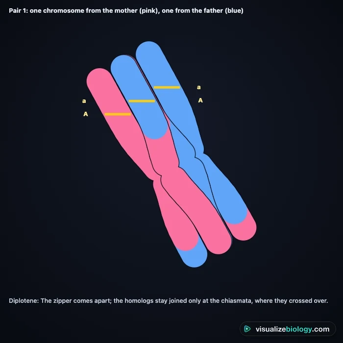 Close-up of one homologous pair in pachytene from the simulator: a pink and a blue homolog side by side, two non-sister chromatids exchanging segments at a chiasma