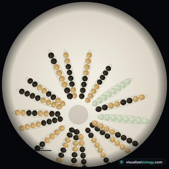 Virtual Sordaria fimicola squash: rosettes of asci, each with eight black and tan spores in 4:4, 2:2:2:2 and 2:4:2 patterns