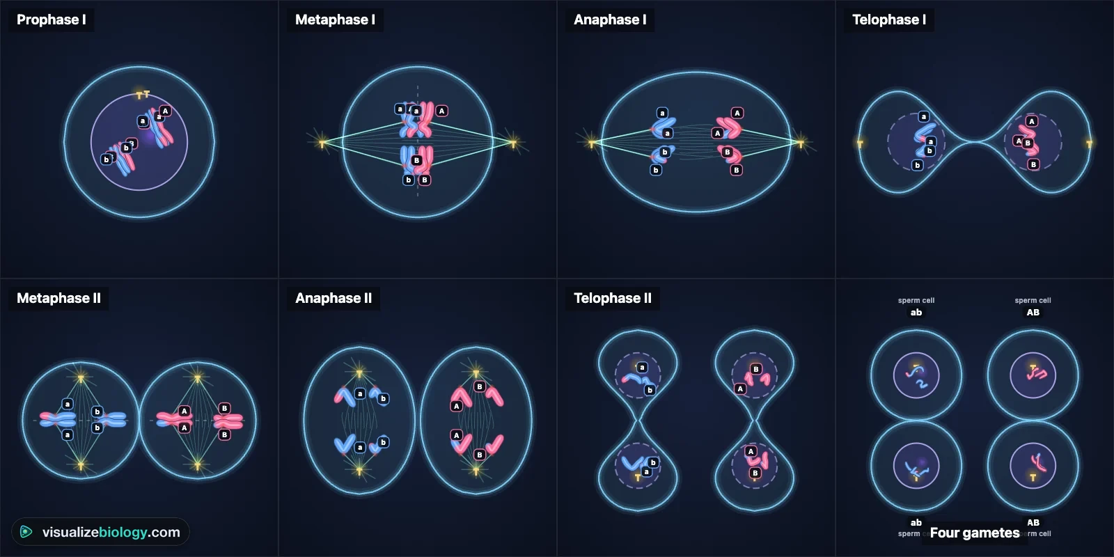 The stages of meiosis drawn by the simulator: prophase I with paired homologs crossing over, metaphase I with tetrads on the plate, anaphase I, telophase I with two cells, metaphase II, anaphase II and four haploid gametes