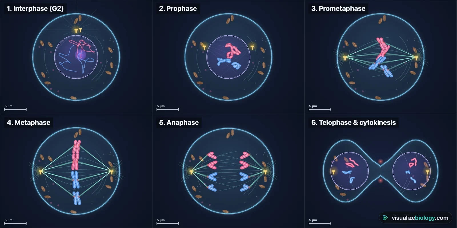 The stages of mitosis in order, drawn by the simulator: interphase, prophase, prometaphase, metaphase, anaphase and telophase with cytokinesis in an animal cell with four chromosomes