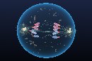 A 3D cell in anaphase
