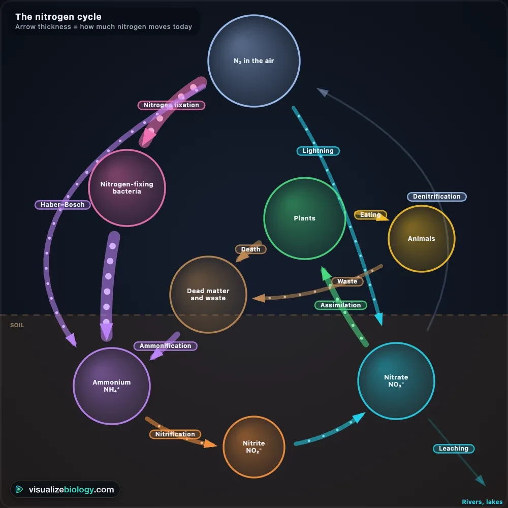 A labeled nitrogen cycle diagram from the simulator: N₂ in the air, nitrogen-fixing bacteria, ammonium, nitrite, nitrate, plants, animals and dead matter, joined by arrows for fixation, Haber–Bosch, lightning, assimilation, eating, death, ammonification, nitrification, denitrification and leaching