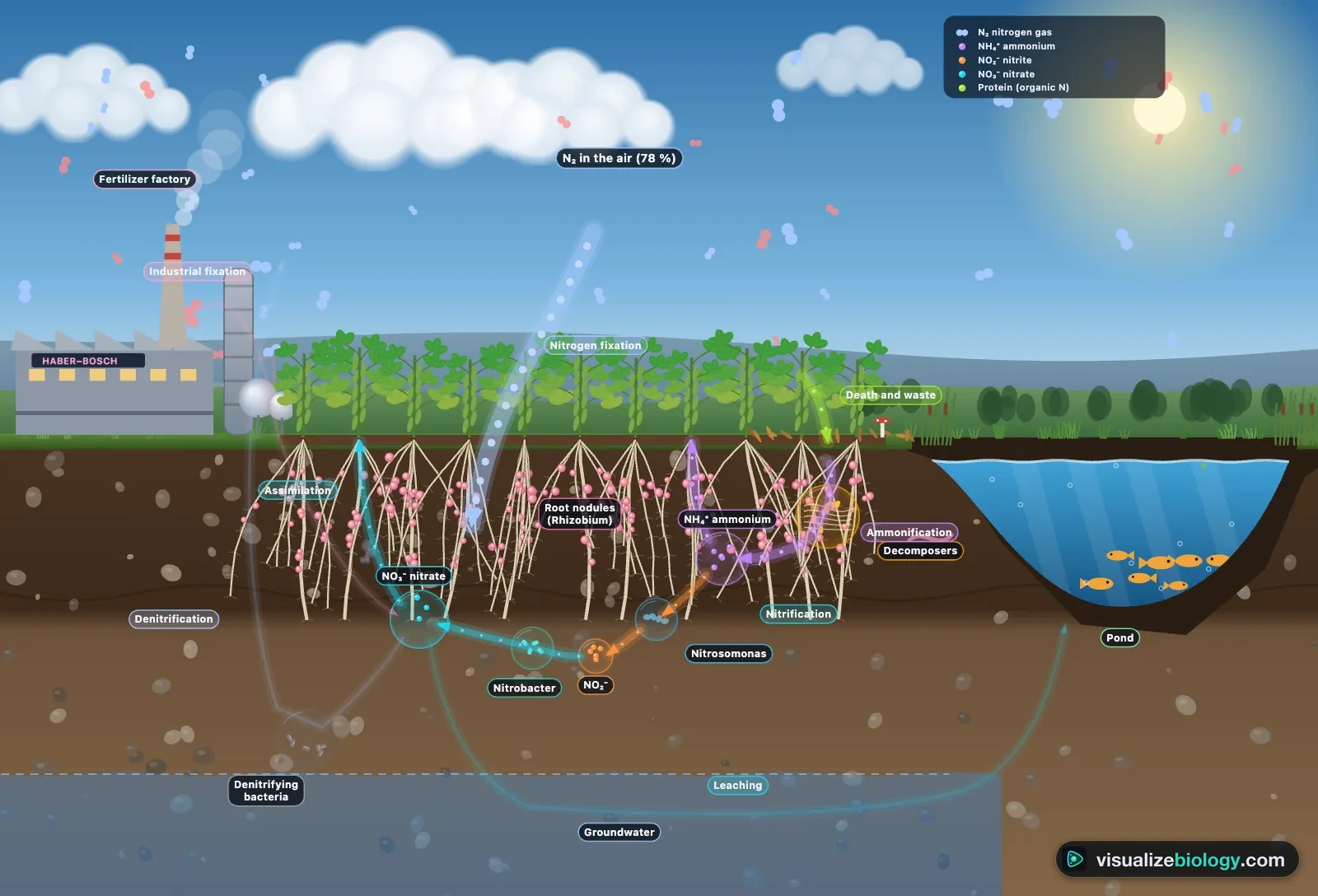 The nitrogen cycle simulator: a field of soybeans with its soil cut away, arrows for nitrogen fixation into root nodules, assimilation, ammonification by decomposers, nitrification by Nitrosomonas and Nitrobacter, denitrification and leaching to a pond, with a fertilizer factory on the left