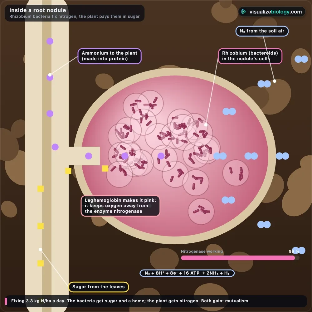 Inside a root nodule in the simulator: infected cells packed with Rhizobium bacteroids, pink leghemoglobin, N₂ entering, ammonium leaving to the root and sugar arriving from the leaves