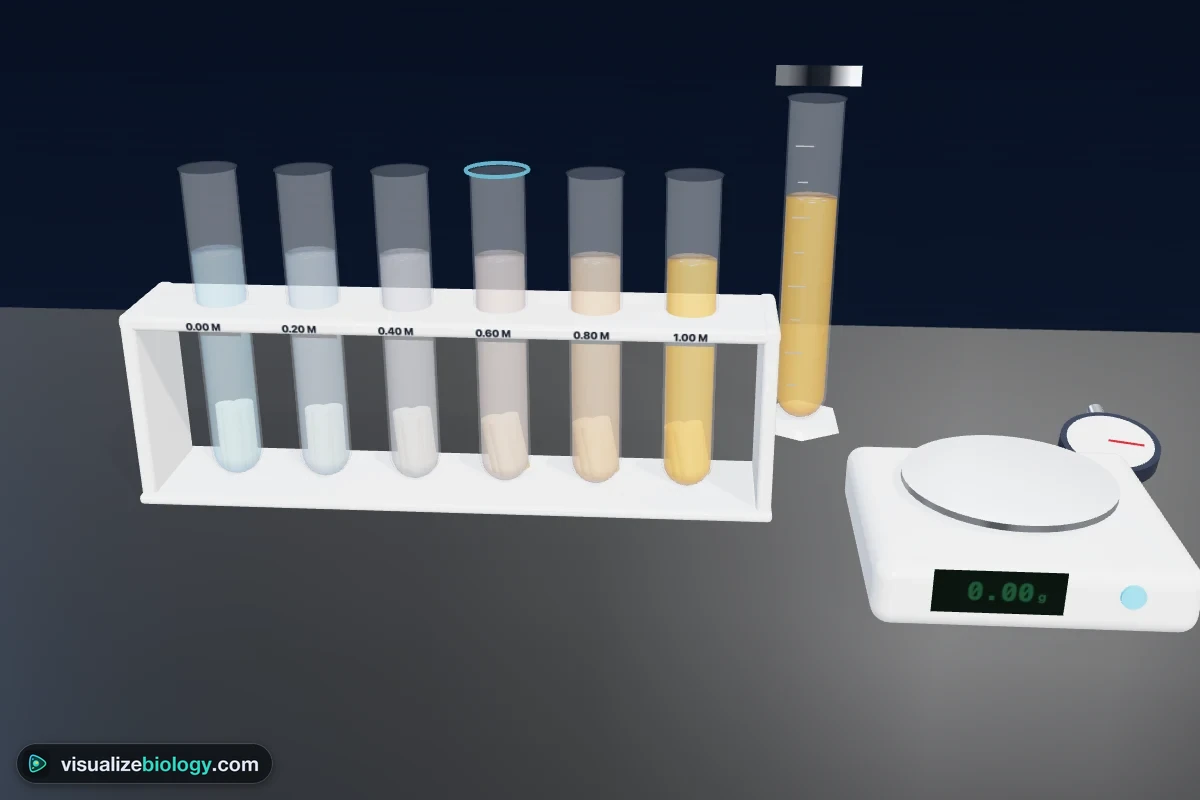 3D virtual osmosis lab bench with six boiling tubes of sucrose solution holding potato cores, a measuring cylinder of stock solution, a stopwatch and a digital balance
