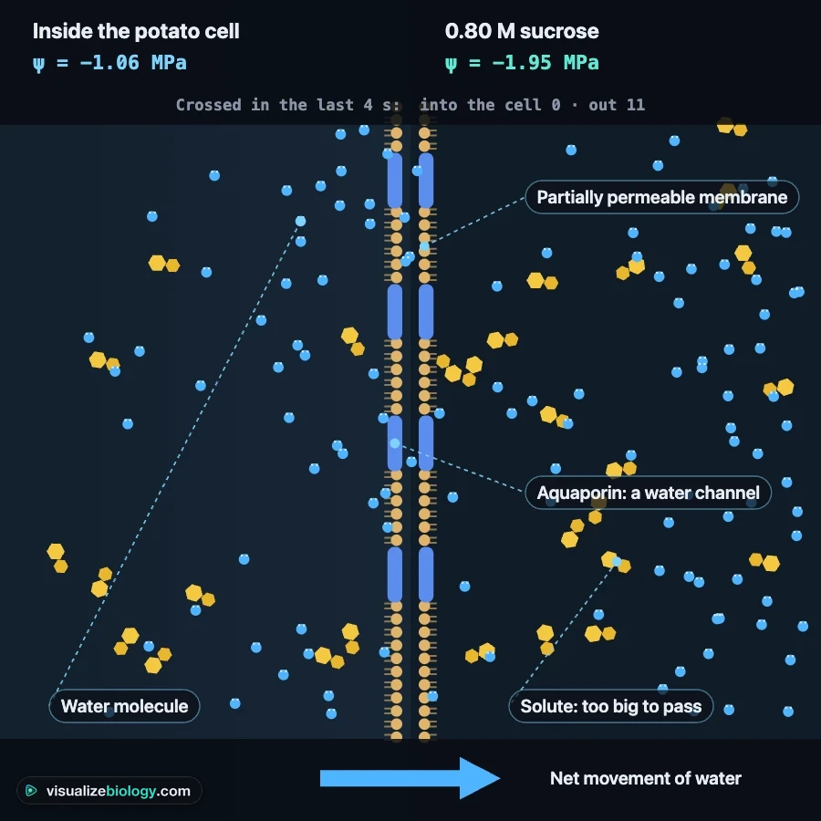 Particle model of osmosis: water molecules crossing a partially permeable membrane through channels while larger sucrose molecules cannot pass