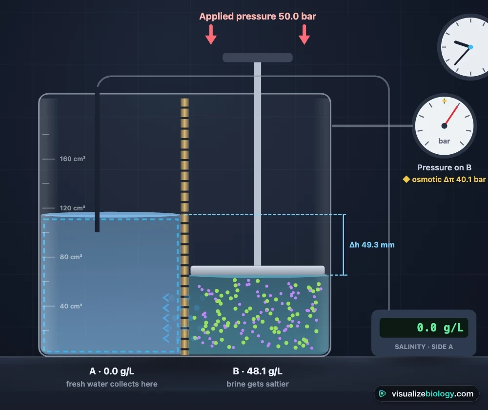Reverse osmosis simulation: a piston pushes on salt water with 50 bar, fresh water collects on the other side of a partially permeable membrane while the brine gets saltier