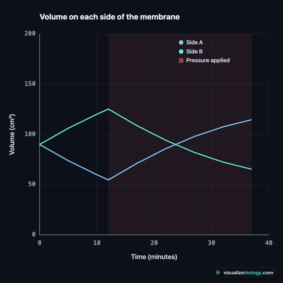 Graph of volume on each side of the membrane against time: osmosis for 12 minutes, then reverse osmosis once pressure is applied