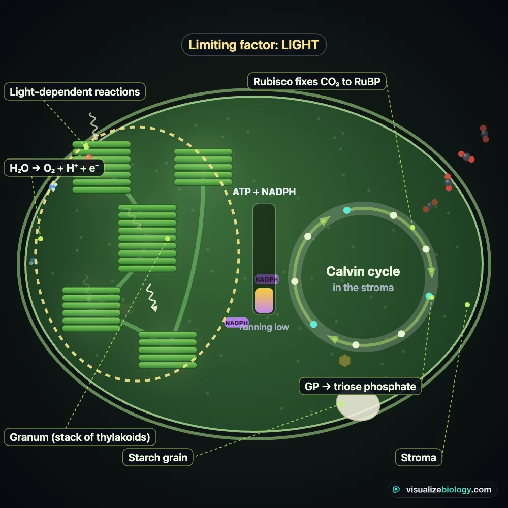Inside a chloroplast: light hitting the thylakoid stacks splits water and releases oxygen, ATP and NADPH carry energy to the Calvin cycle in the stroma, which fixes carbon dioxide into glucose