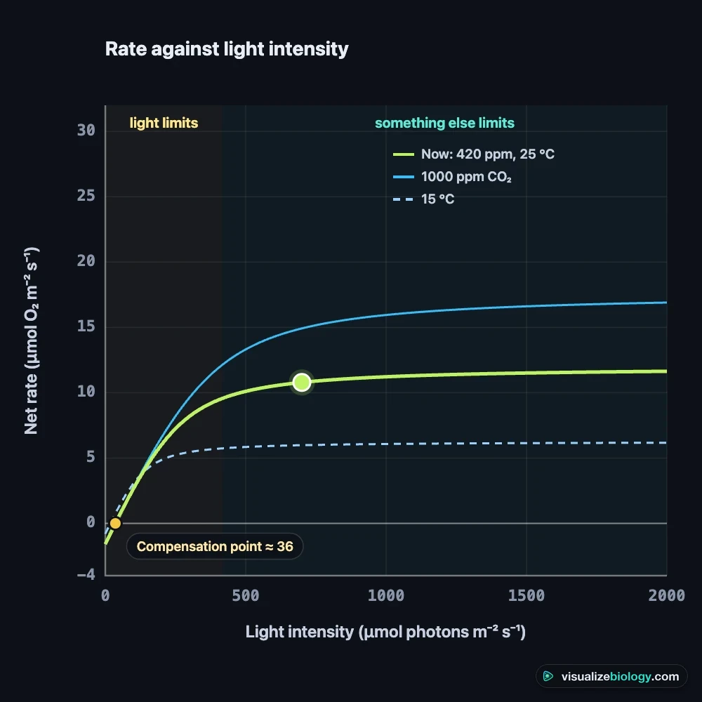Graph of the net rate of photosynthesis against light intensity at 420 ppm and 1000 ppm carbon dioxide and at 15 °C: all rise together in dim light, then level off at different heights; the compensation point is at about 36 µmol per square metre per second